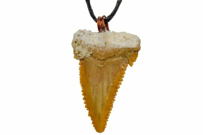 Fossil Shark (Palaeocarcharodon) Tooth Necklace -Morocco #169948